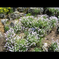 Aethionema Schistosum (fam. Brassicacees)(Asie Mineure)(01)